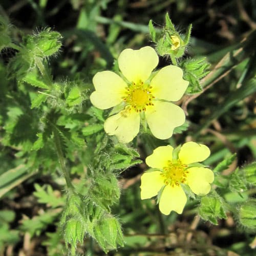 sulphur cinquefoil @ Common Sense Homesteading