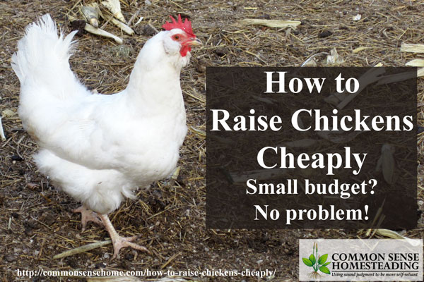 How to Raise Chickens Cheaply - Small budget? No Problem.