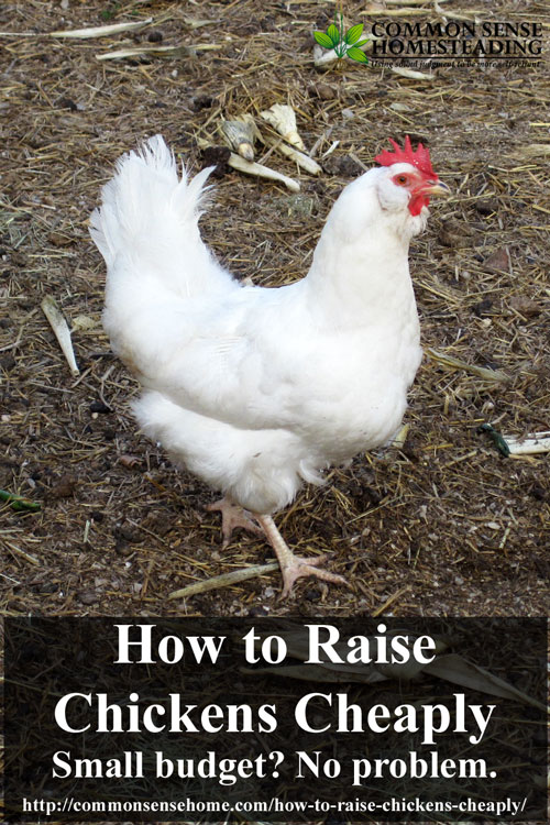 How to Raise Chickens Cheaply - Small budget? No Problem.