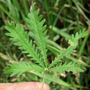 sulfur cinquefoil leaf @ Common Sense Home