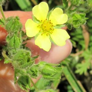 sulphur cinquefoil flower @ Common Sense Home