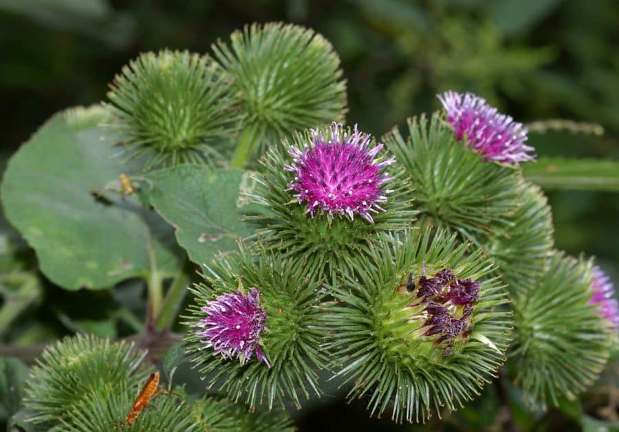 Arctium lappa flowers