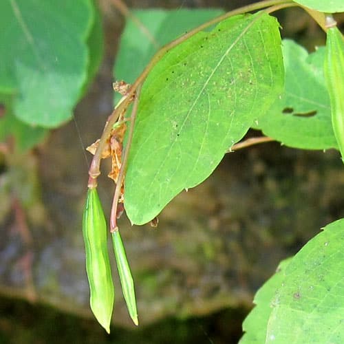 Touch-me-not-seed pods @ Common Sense Home