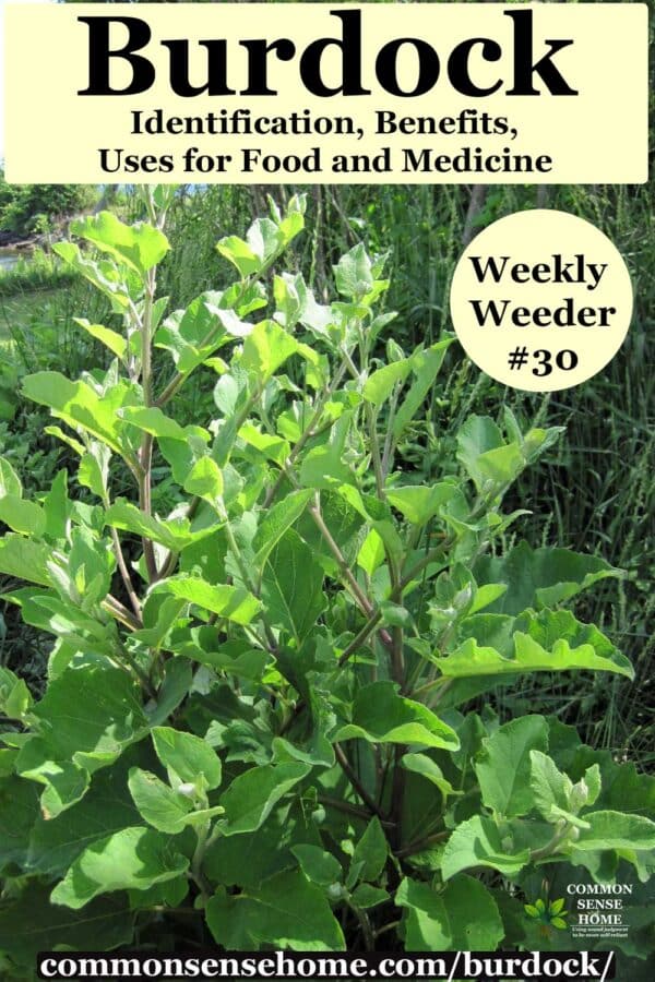 burdock plant - Arctium minus