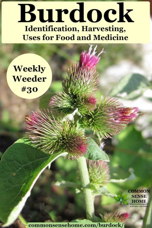 burdock flowers - Weekly Weeder #30