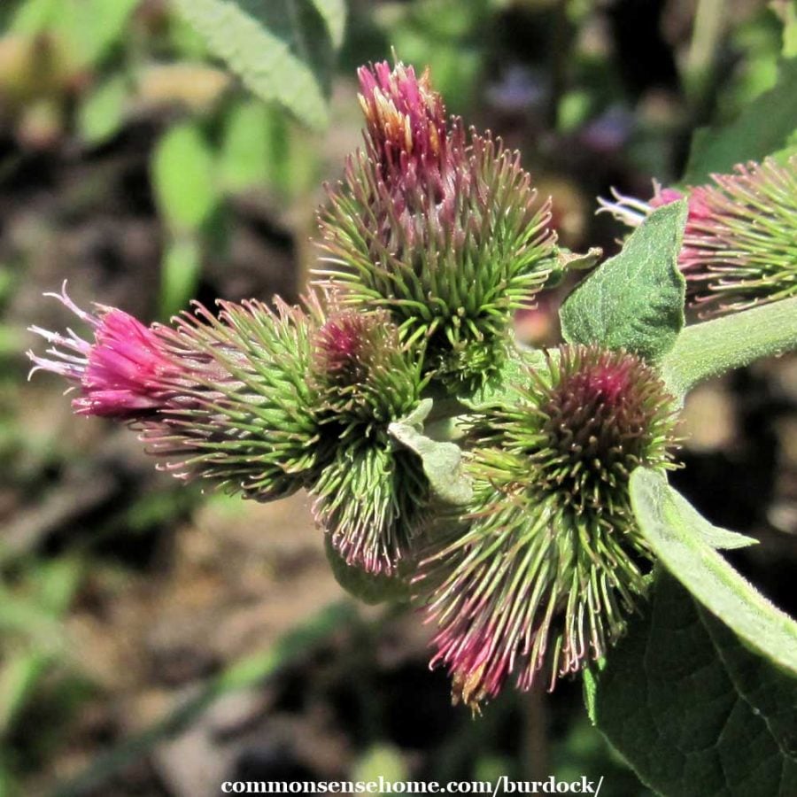 burdock flower arctium minus