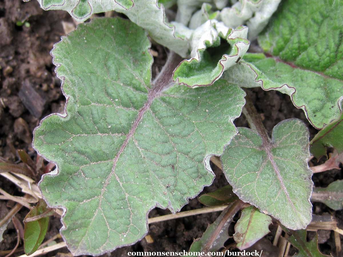 Лопух на зиму. Burdock leaves. Листья лопуха. Растение похожее на лопух фото.