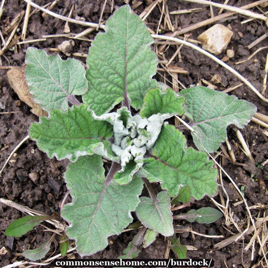 first year burdock plant