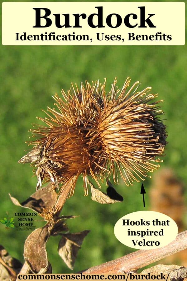 burdock seed heads