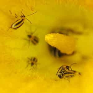 Get Rid of Garden Pests Organically @ Common Sense Home