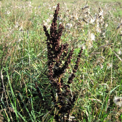 Curly Dock - Weekly Weeder #32 and Wildcrafting Wednesday