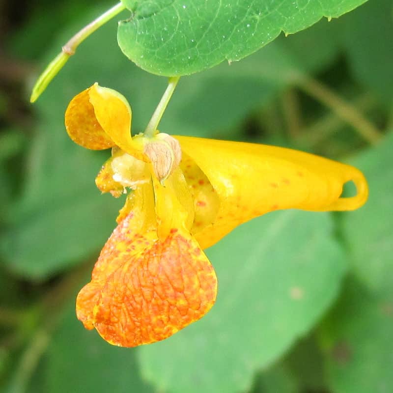 Jewelweed flower