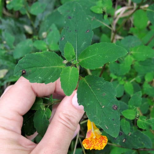 Jewelweed leaves @ Common Sense Home