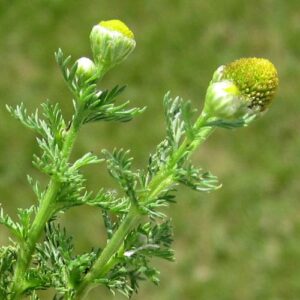 pineapple weed blossoms @ Common Sense Home