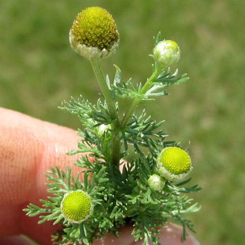 pineapple weed - Weekly Weeder @ Common Sense Home