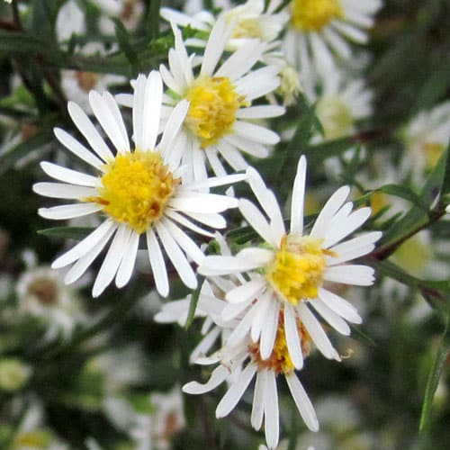 Heide aster bloesems