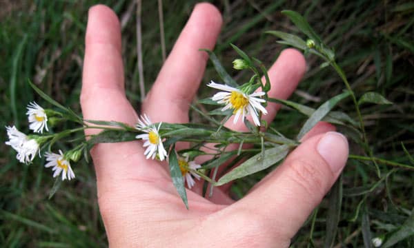 heath aster leaves