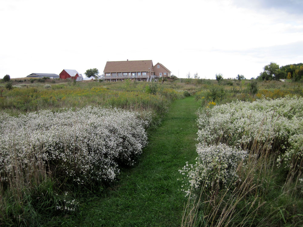 heath aster filled meadow