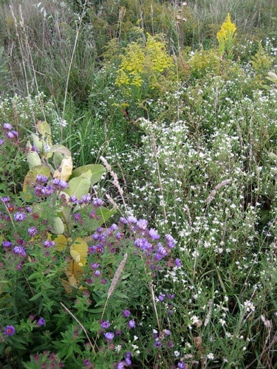 heath aster con altri fiori di campo