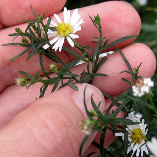 Heath Aster – Useful for Wildlife and Medicine