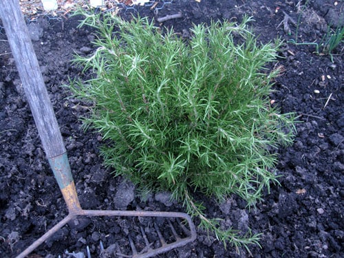 rosemary plant