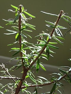 rosemary sprig