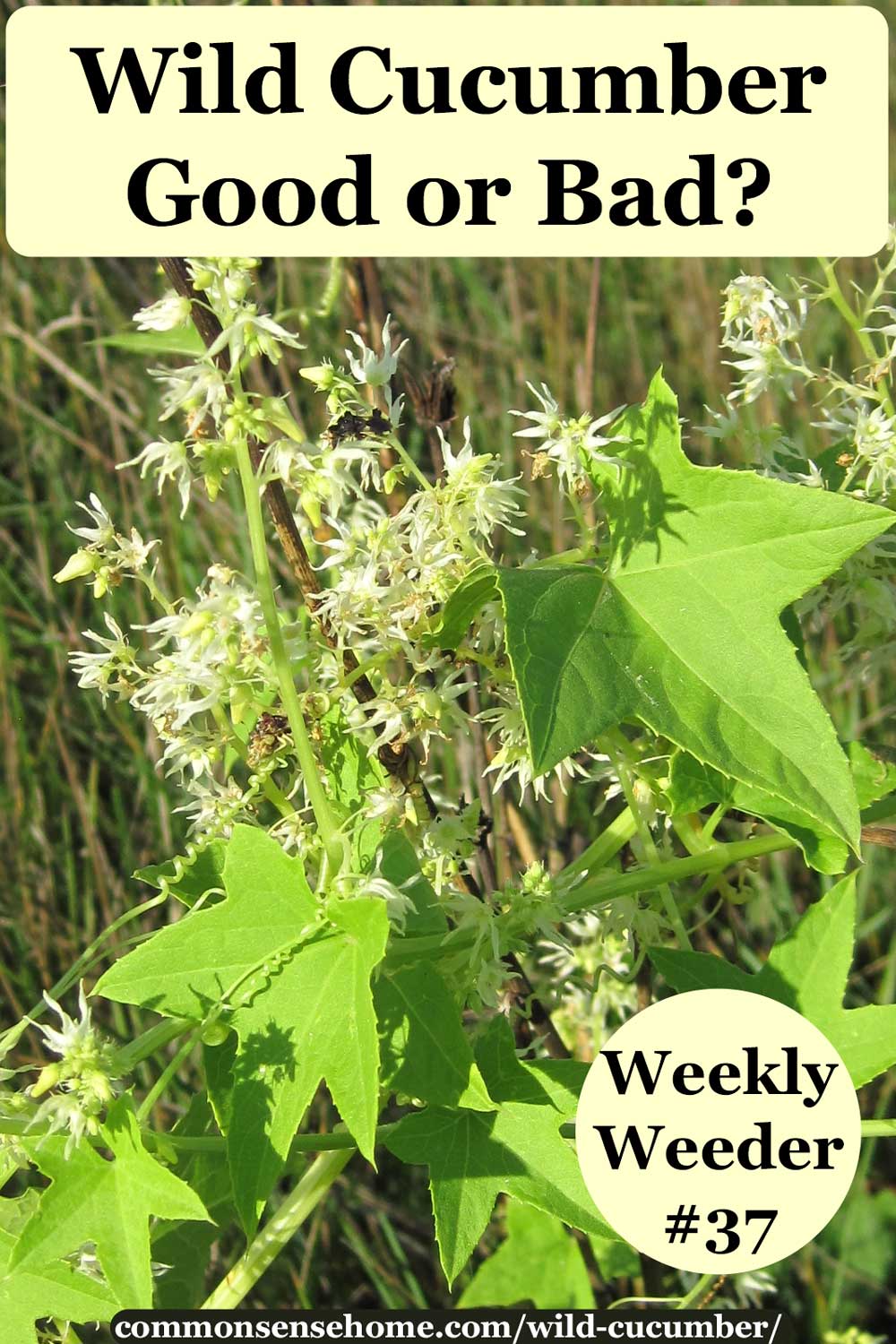 Wild Cucumber (Echinocystis lobata) Good or Bad?