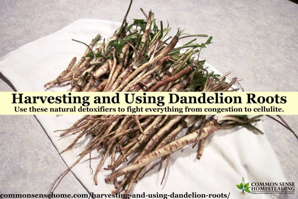 Harvesting And Using Dandelion Roots The Natural Detoxifier