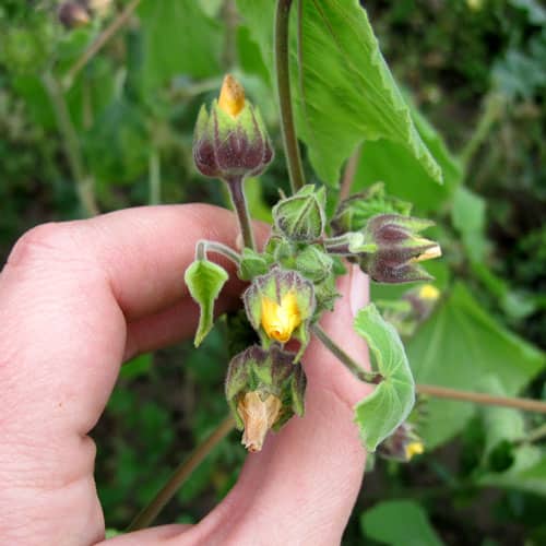 velvetleaf flowers