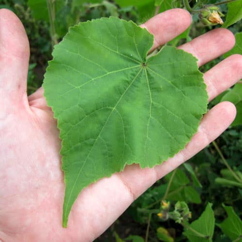 velvetleaf leaf