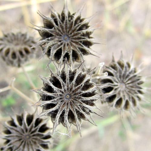 velvetleaf seedheads