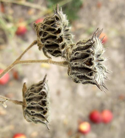 velvetleaf seedhead