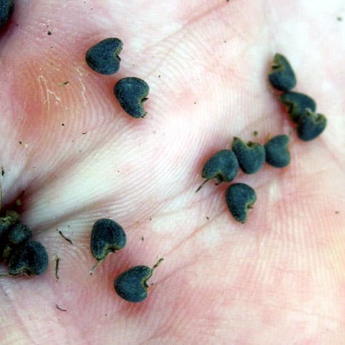 velvetleaf seeds