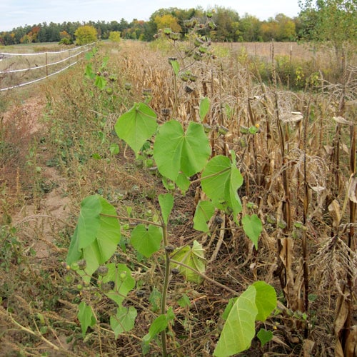 Velvetleaf – Weekly Weeder #38