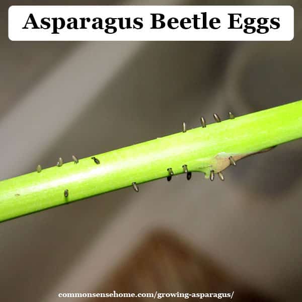 asparagus beetle eggs