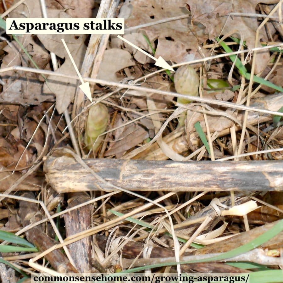 Growing Asparagus - Planting, Care, and Harvesting