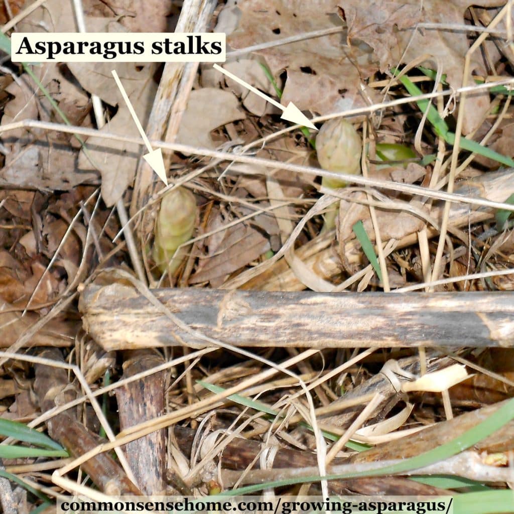 wild asparagus shoots