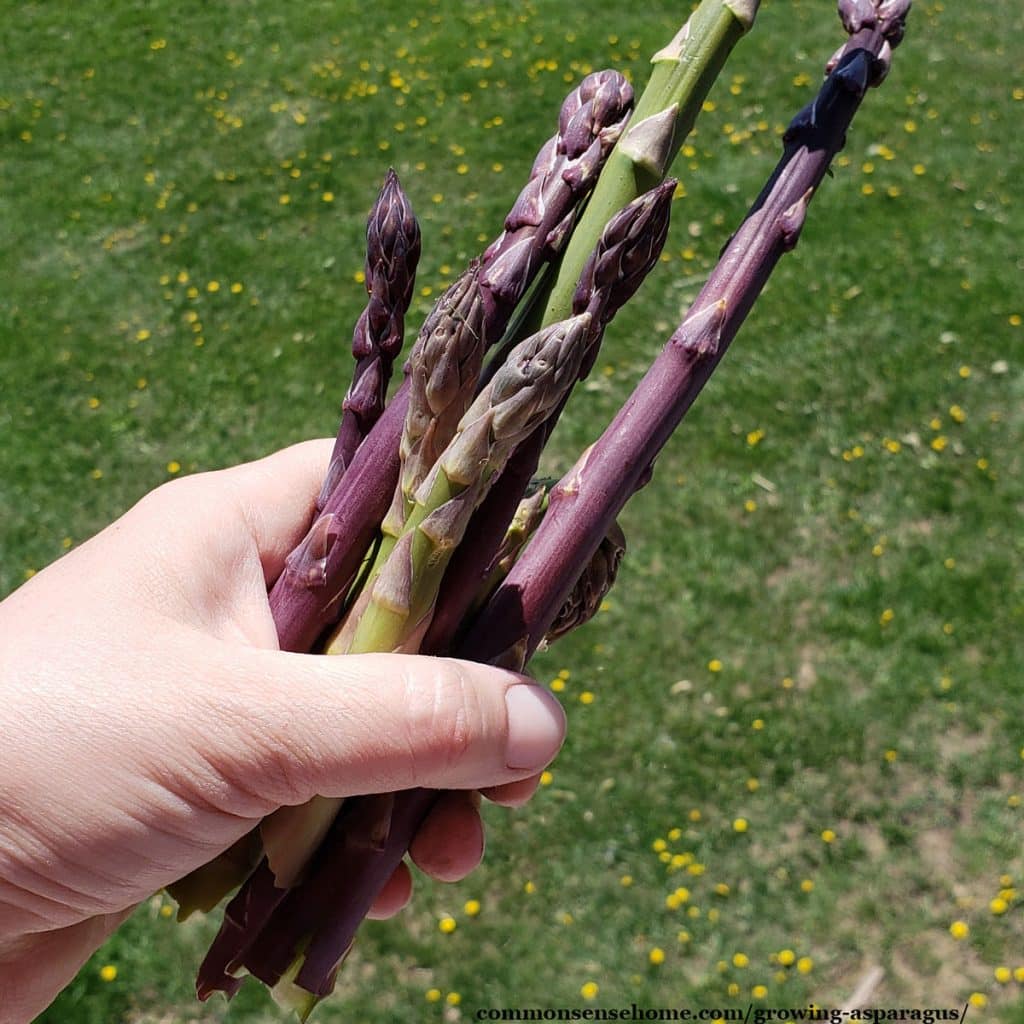 handful of fresh picked asparagus