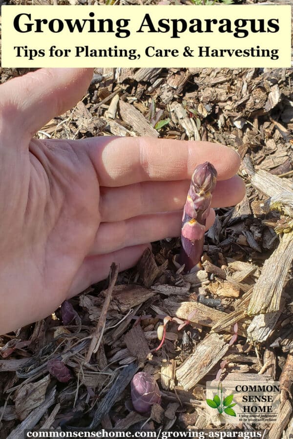 purple asparagus growing out of ground