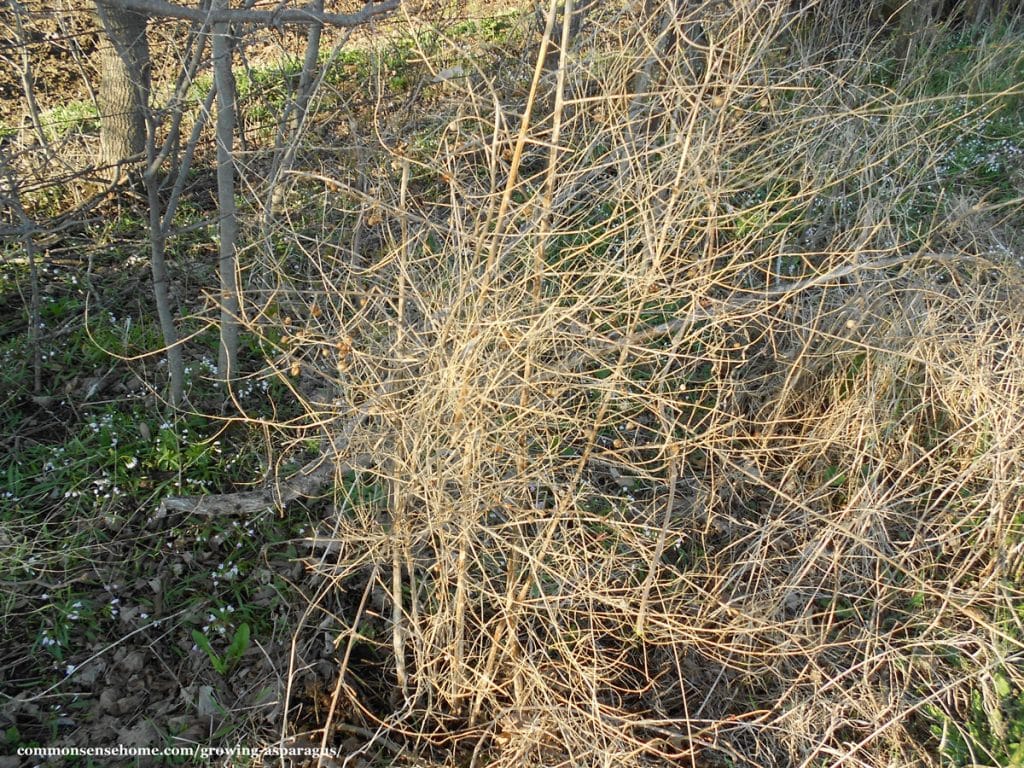 wild asparagus plants