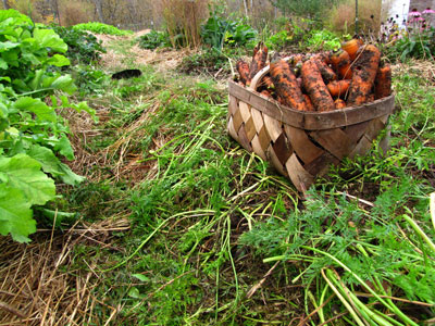 How to grow and cook nutrient dense foods