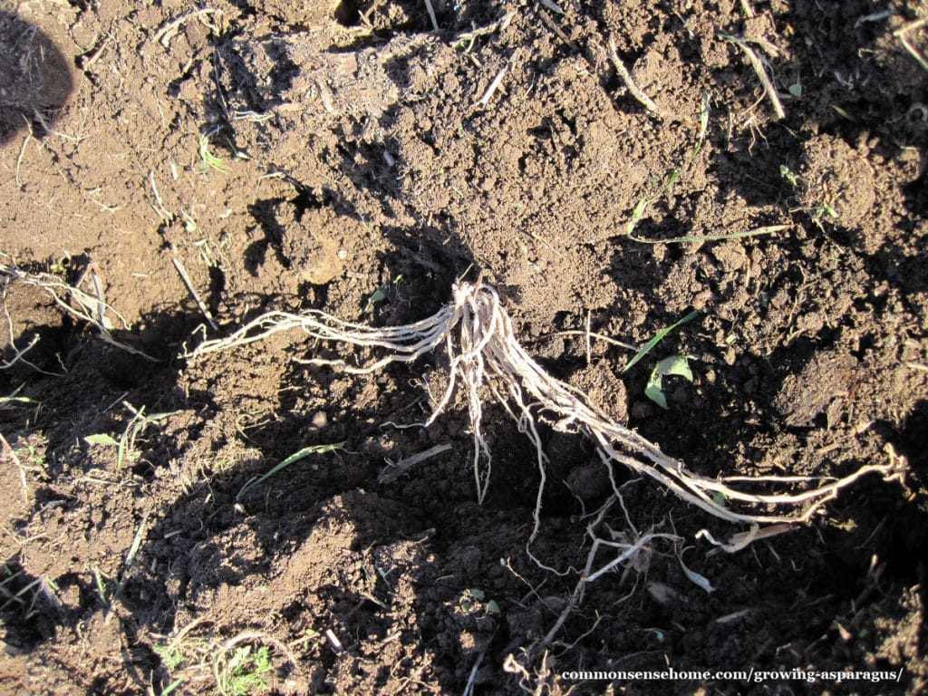 planting an asparagus crown