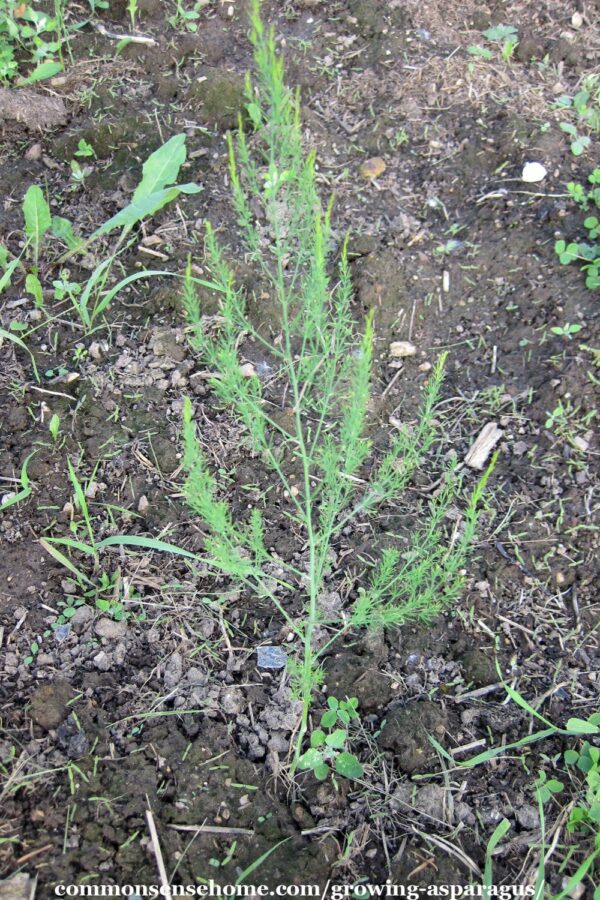 young asparagus plant in fall