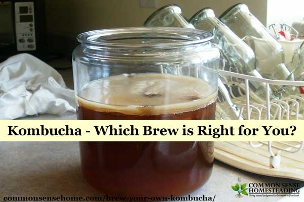 Brew Your Own Kombucha – Which Brew is Right for You?