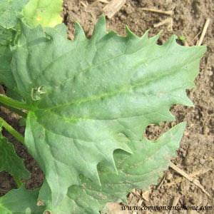 Strawberry spinach foliage