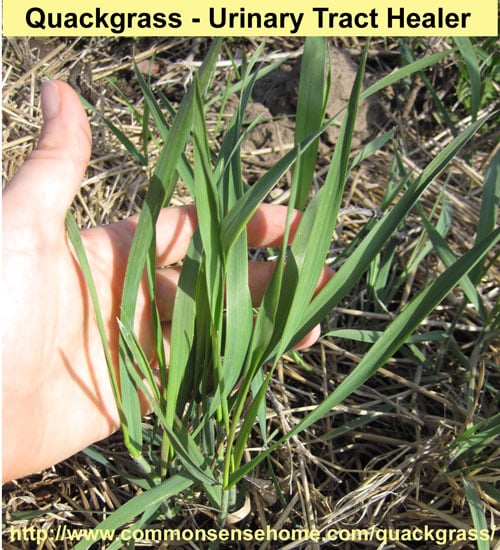 Quackgrass, Elymus repens- range and identification, uses for wildlife, animal fodder, food and medicine. Anti-microbial and diuretic, urinary tract tonic.