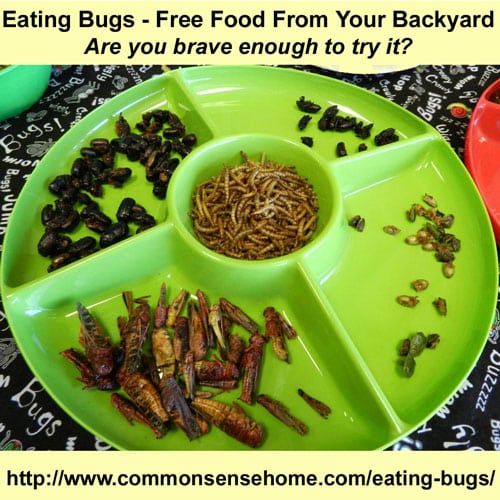 Eating Bugs - Free Food from Your Backyard