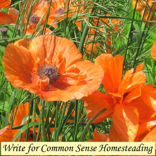 Guest post guidelines for Common Sense Home