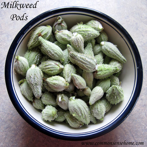 raw-milkweed-pods
