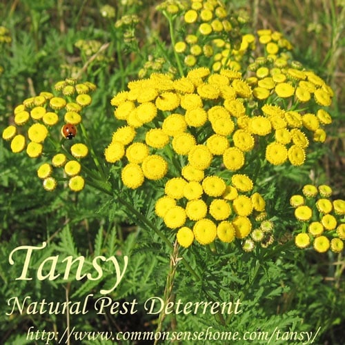 Tansy, Tanacetum vulgare - Weekly Weeder #43 - range and identification, wildlife uses, uses for food and medicine. Use as a garden companion plant and pest repellent.